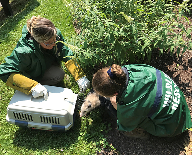 Wildlife Rescue | Lake Metroparks